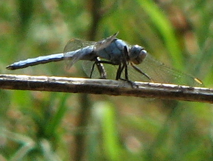 Orthetrum brunneum o coerulescens?(Orthetrum brunneum )